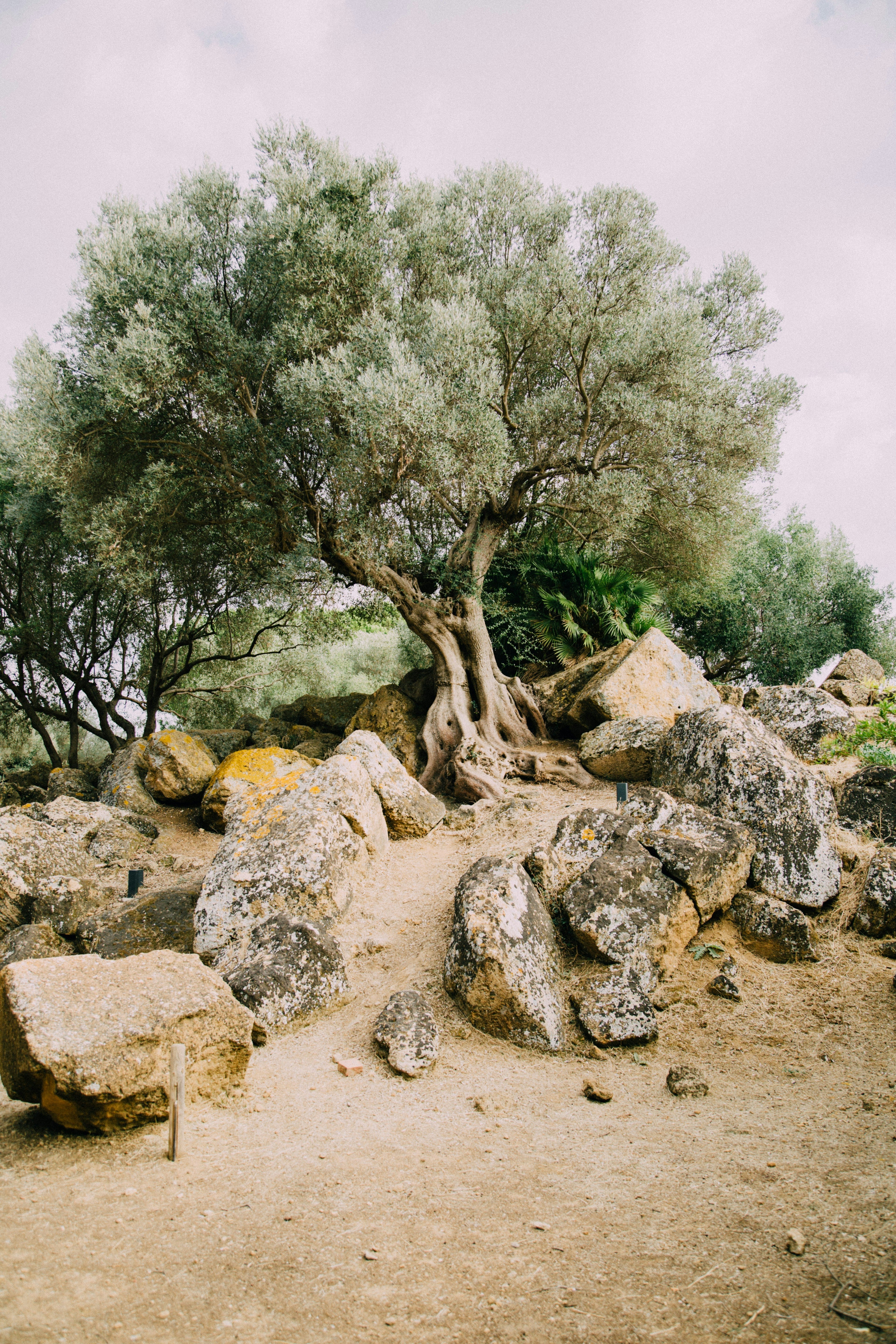 Why Olive Wood from Bethlehem Is So Special