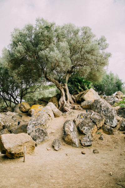 Why Olive Wood from Bethlehem Is So Special